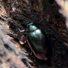 Chalcopteroides cupripennis at Russell, ACT - 22 Aug 2024