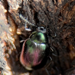 Chalcopteroides cupripennis at Russell, ACT - 22 Aug 2024