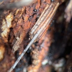 Clania ignobilis (Faggot Case Moth) at Russell, ACT - 22 Aug 2024 by Hejor1