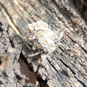 Platybrachys sp. (genus) at Russell, ACT - 22 Aug 2024