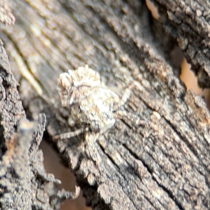 Platybrachys sp. (genus) at Russell, ACT - 22 Aug 2024