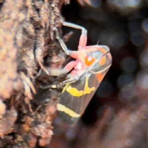 Eurymeloides pulchra at Russell, ACT - 22 Aug 2024