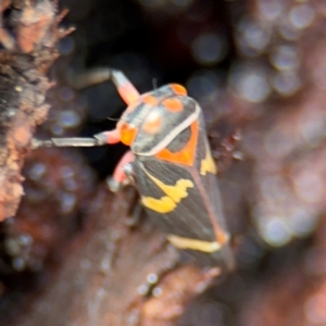 Eurymeloides pulchra at Russell, ACT - 22 Aug 2024