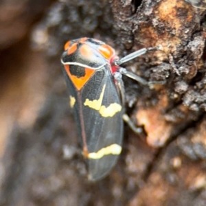 Eurymeloides pulchra at Russell, ACT - 22 Aug 2024