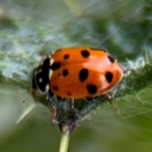 Hippodamia variegata at Russell, ACT - 22 Aug 2024 12:42 PM