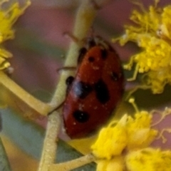 Hippodamia variegata at Russell, ACT - 22 Aug 2024 12:42 PM