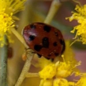 Hippodamia variegata at Russell, ACT - 22 Aug 2024