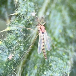 Chironomidae (family) at Russell, ACT - 22 Aug 2024 12:42 PM