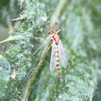 Chironomidae (family) (Non-biting Midge) at Russell, ACT - 22 Aug 2024 by Hejor1