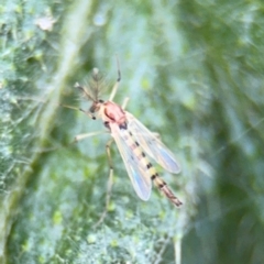 Chironomidae (family) at Russell, ACT - 22 Aug 2024 12:42 PM