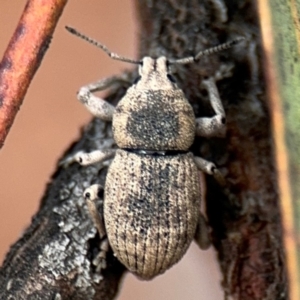 Polyphrades paganus at Russell, ACT - 22 Aug 2024