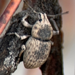 Polyphrades paganus at Russell, ACT - 22 Aug 2024