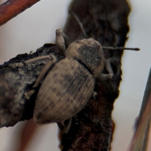 Polyphrades paganus at Russell, ACT - 22 Aug 2024