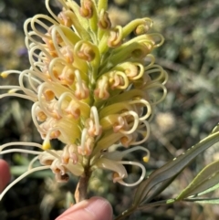 Grevillea sp. at Seventeen Seventy, QLD - 22 Aug 2024 by lbradley