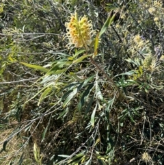 Grevillea banksii at Seventeen Seventy, QLD - 22 Aug 2024 01:43 PM