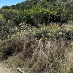 Grevillea banksii at Seventeen Seventy, QLD - 22 Aug 2024 01:43 PM