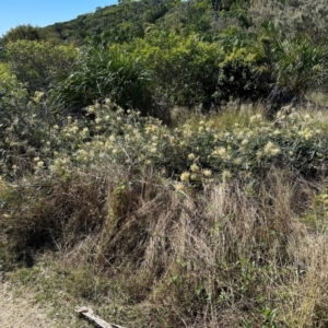 Grevillea banksii at Seventeen Seventy, QLD - 22 Aug 2024 01:43 PM