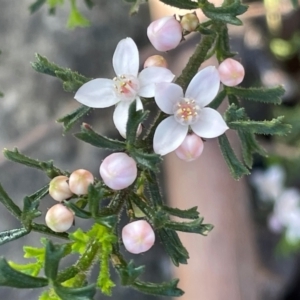 Boronia anemonifolia at Tianjara, NSW - 21 Aug 2024