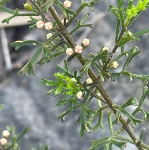 Boronia anemonifolia at Tianjara, NSW - 21 Aug 2024