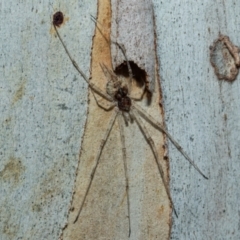 Tamopsis eucalypti (A two-tailed spider) at Higgins, ACT - 20 Aug 2024 by AlisonMilton