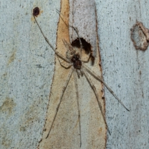 Tamopsis eucalypti at Higgins, ACT - 21 Aug 2024