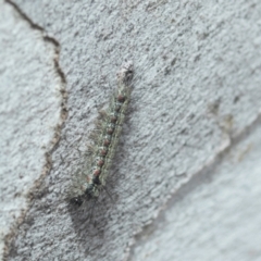 Anestia (genus) (A tiger moth) at Higgins, ACT - 21 Aug 2024 by AlisonMilton