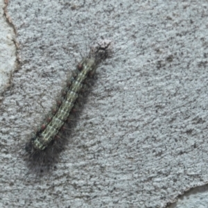 Anestia (genus) at Higgins, ACT - 21 Aug 2024 09:46 AM