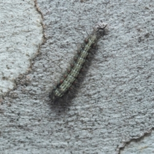 Anestia (genus) at Higgins, ACT - 21 Aug 2024 09:46 AM