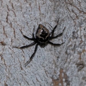 Euryopis splendens at Holt, ACT - 22 Aug 2024