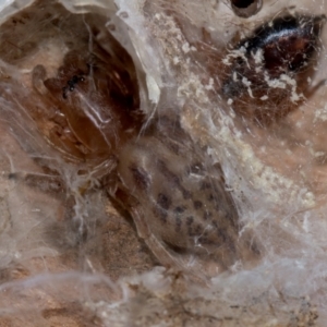 Clubiona sp. (genus) at Holt, ACT - 22 Aug 2024