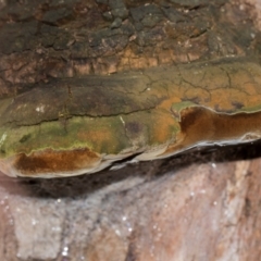 Phellinus sp. (non-resupinate) (A polypore) at Holt, ACT - 22 Aug 2024 by AlisonMilton