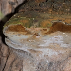 Phellinus sp. (non-resupinate) at Holt, ACT - 22 Aug 2024 12:23 PM