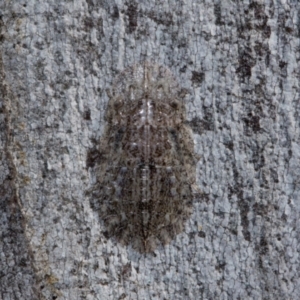 Stenocotis sp. (genus) at Holt, ACT - 22 Aug 2024 12:58 PM