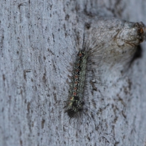 Anestia (genus) at Holt, ACT - 22 Aug 2024 01:09 PM