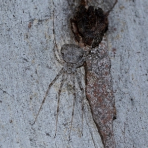 Tamopsis eucalypti at Holt, ACT - 22 Aug 2024