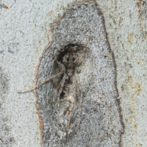 Tamopsis eucalypti at Higgins, ACT - 21 Aug 2024