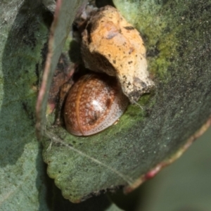 Paropsisterna m-fuscum at Higgins, ACT - 21 Aug 2024