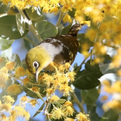 Zosterops lateralis (Silvereye) at Higgins, ACT - 21 Aug 2024 by AlisonMilton