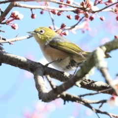 Zosterops lateralis at Higgins, ACT - 21 Aug 2024