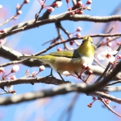 Zosterops lateralis at Higgins, ACT - 21 Aug 2024