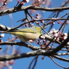 Zosterops lateralis at Higgins, ACT - 21 Aug 2024