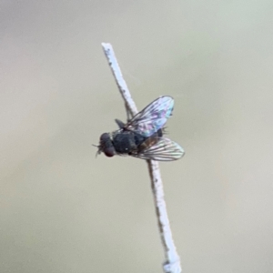 Muscidae (family) at Campbell, ACT - 22 Aug 2024