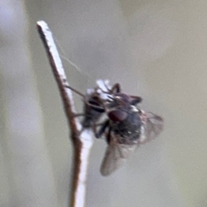 Muscidae (family) at Campbell, ACT - 22 Aug 2024