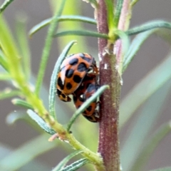 Harmonia conformis at Campbell, ACT - 22 Aug 2024