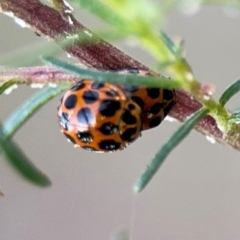 Harmonia conformis at Campbell, ACT - 22 Aug 2024