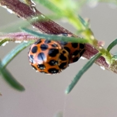 Harmonia conformis at Campbell, ACT - 22 Aug 2024 05:13 PM