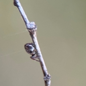 Araneinae (subfamily) at Campbell, ACT - 22 Aug 2024 05:12 PM