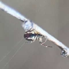 Araneinae (subfamily) at Campbell, ACT - 22 Aug 2024 05:12 PM