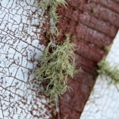 Usnea sp. (genus) (Bearded lichen) at Campbell, ACT - 22 Aug 2024 by Hejor1