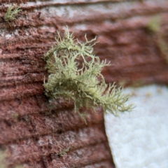 Usnea sp. (genus) at Campbell, ACT - 22 Aug 2024